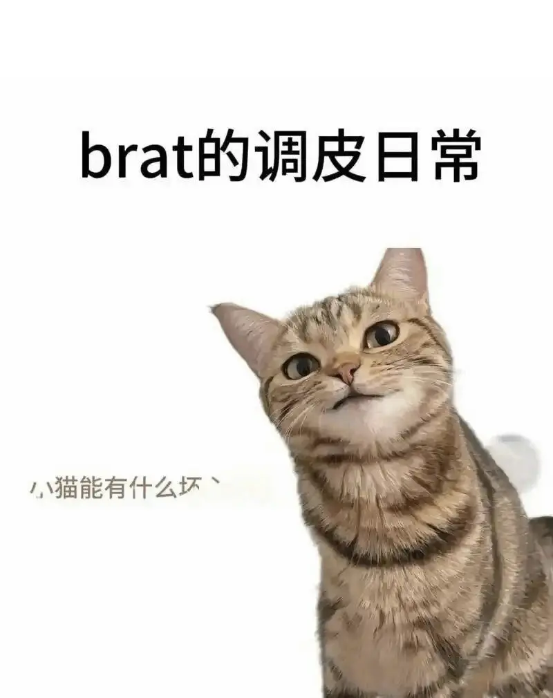 【西檬之家】BDSM新人指南：读懂K9犬系与核心安全准则